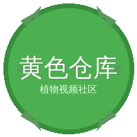 黄色仓库